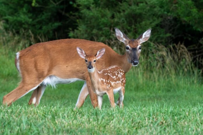 La importancia de la especie en nuestro país