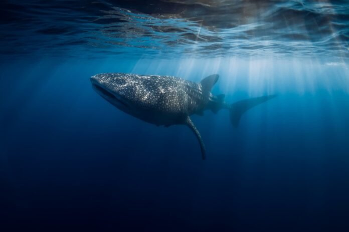 El tiburón ballena representa una de las mayores maravillas de los océanos.