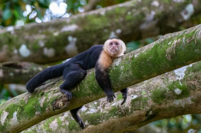 Turismo y animales: cuándo una fotografía deja de ser una experiencia responsable Seamos responsable con la biodiversidad